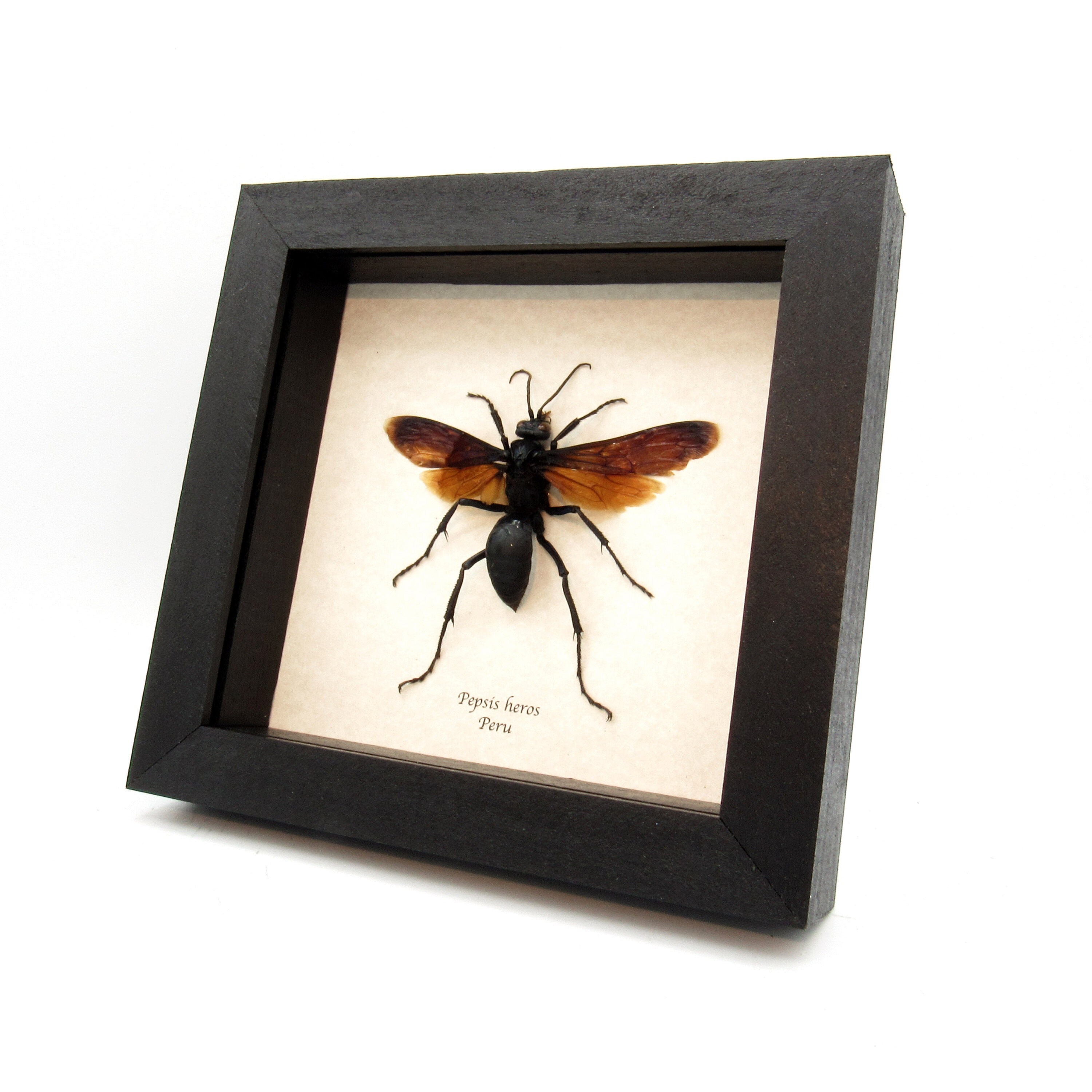 標本 Brazil Pepsis heros 111mm super big Rare XL Tarantula Hawk Wasp Framed Taxidermy - Pepsis Heros