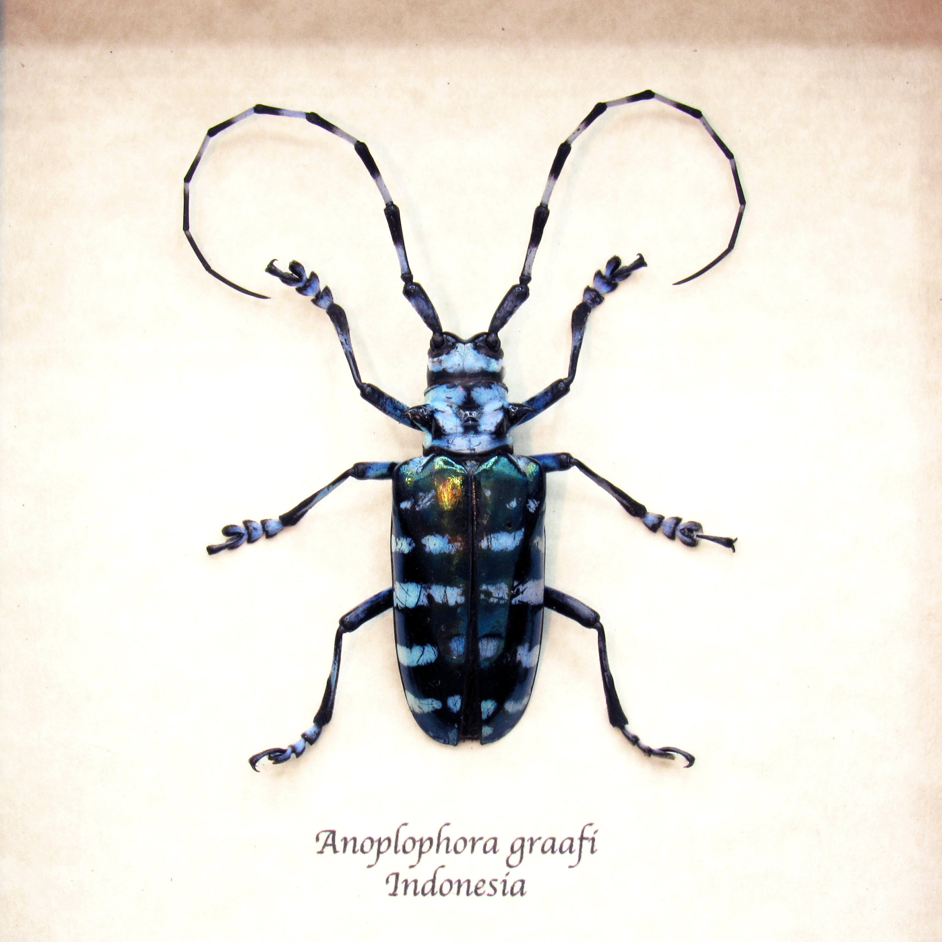本物の青いカミキリムシの額入り剥製 - Anoplophora graafi