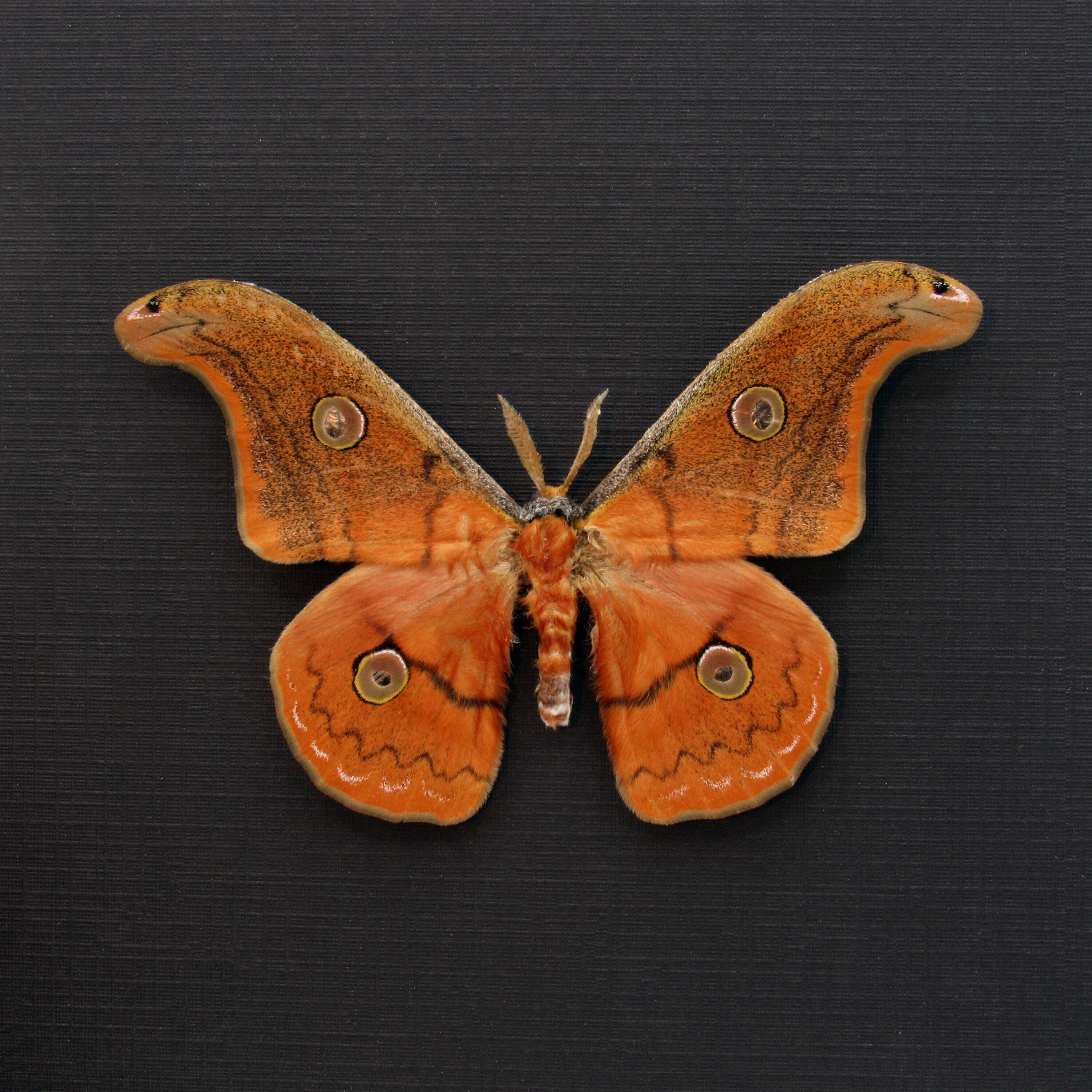 Rare Mexican Silk moth framed taxidermy - Copaxa parvohidalgensis - orange form