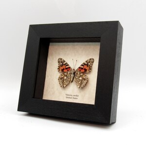 Real Painted Lady butterfly framed taxidermy Vanessa cardui verso image 2