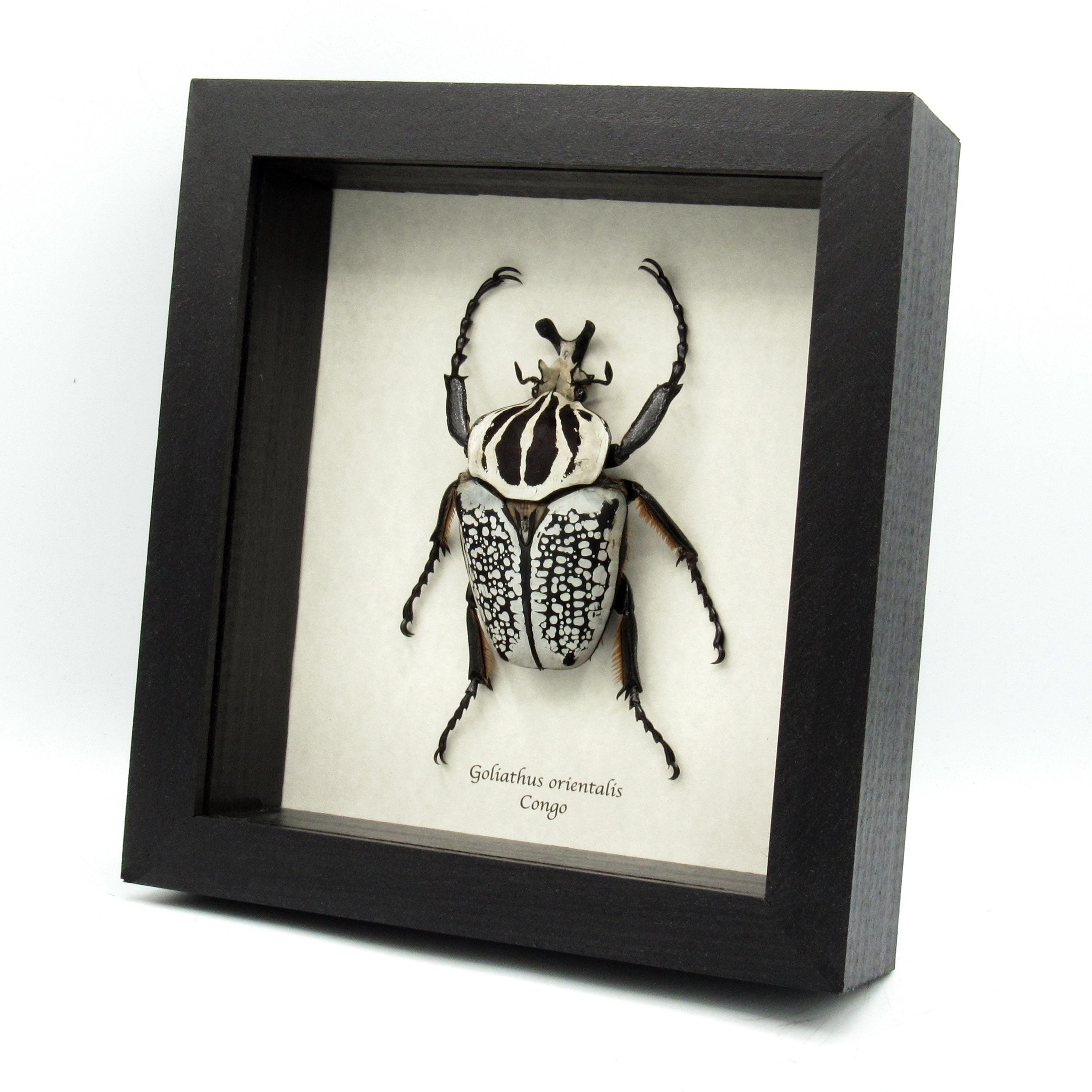 Goliathus orientalis - Etsy 日本