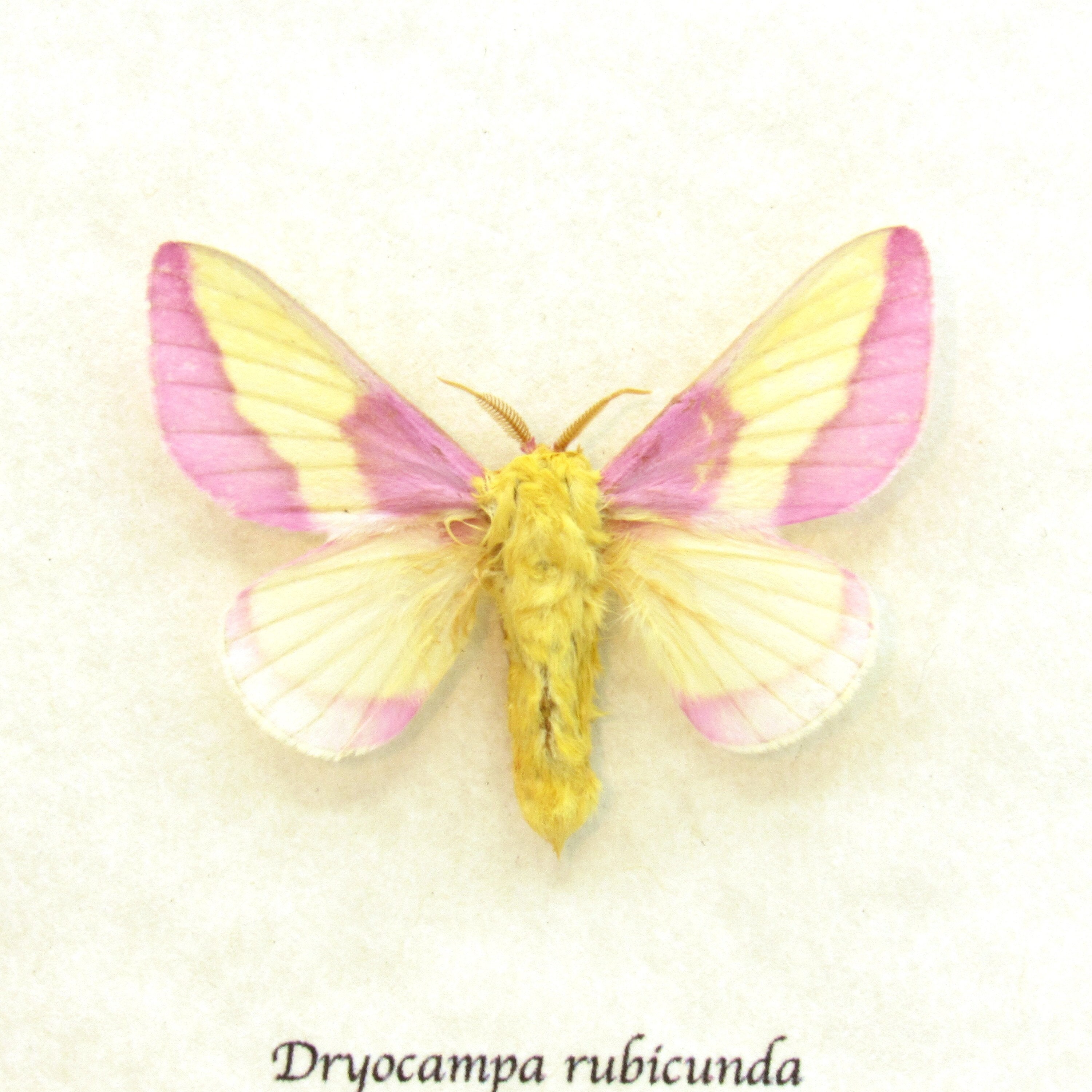 Pink Rose Leggings – Mantis Wings