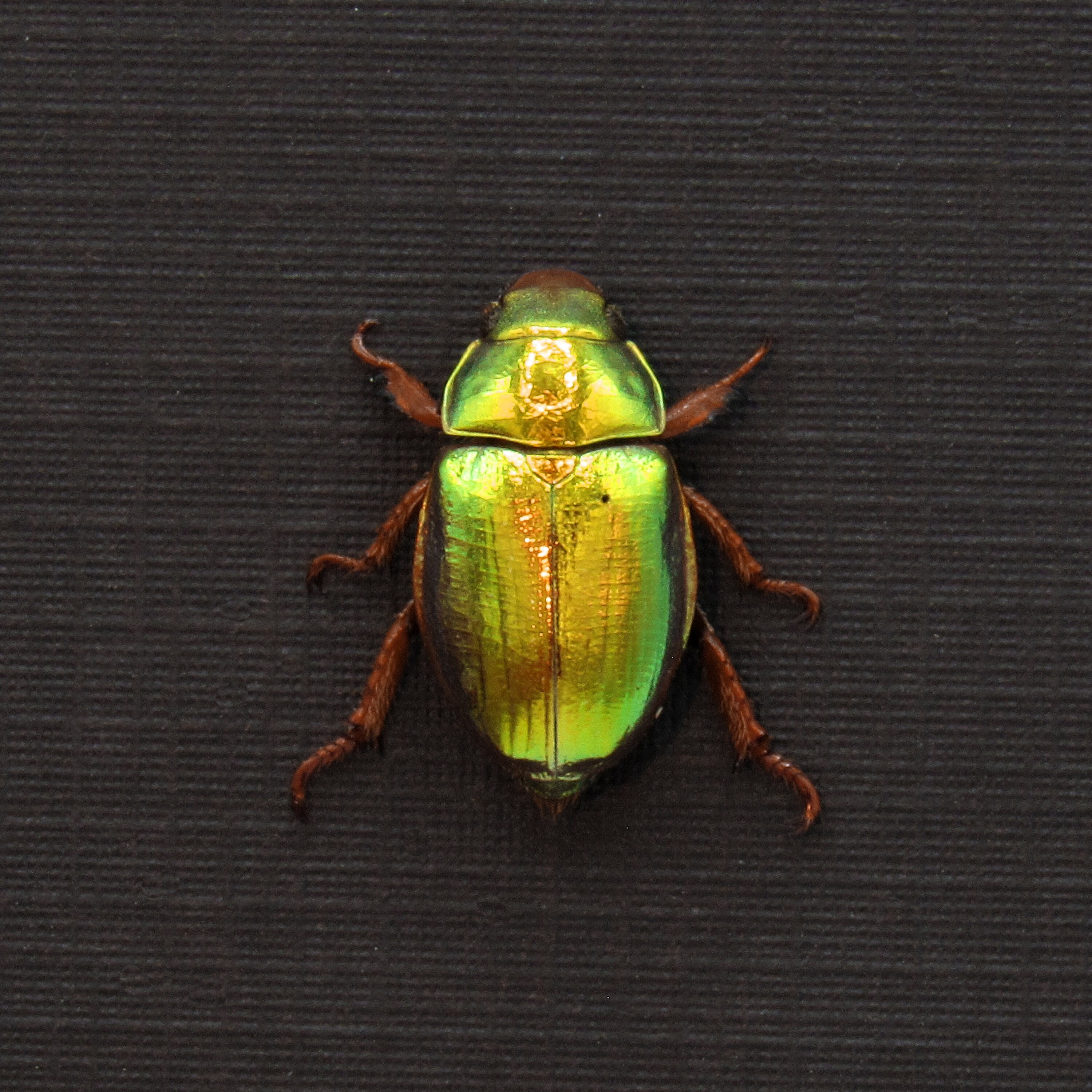 Christmas Beetle - Etsy Australia
