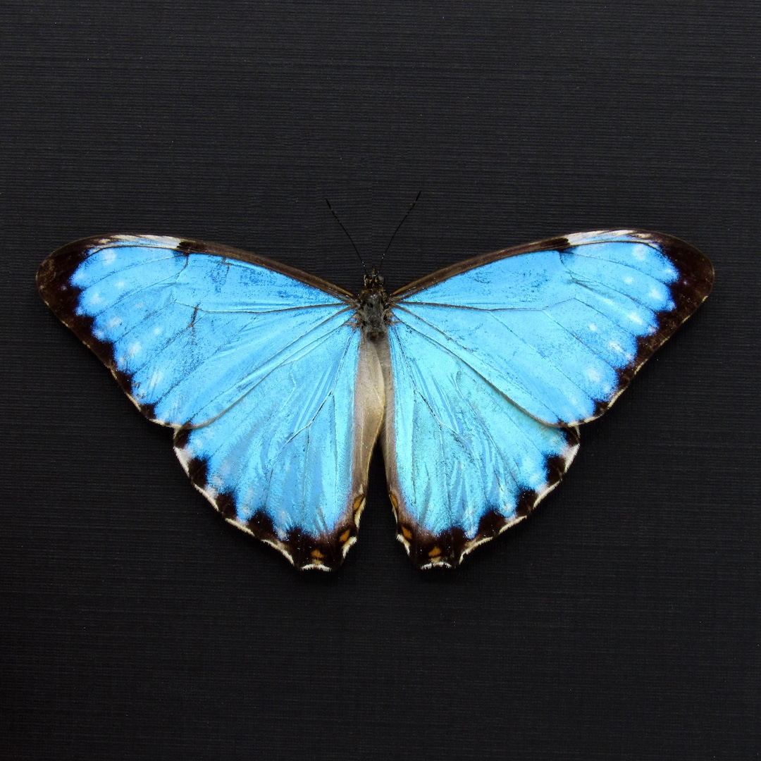 Real Iridescent Blue Morpho Butterfly Framed Taxidermy - Morpho