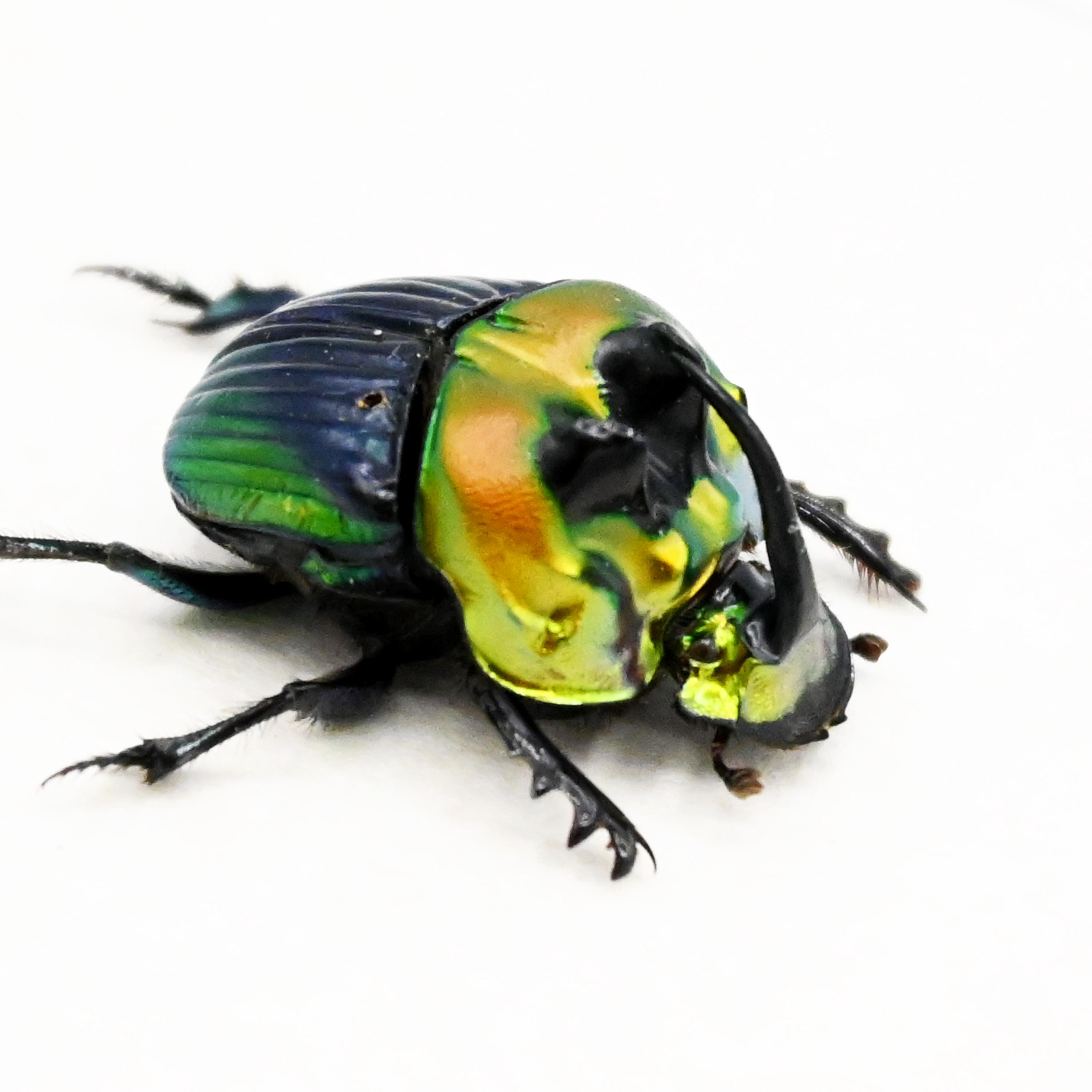 Real Rainbow Scarab Dung Beetle Framed Taxidermy - Phanaeus