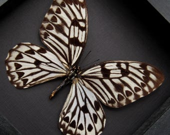 非常に珍しい巨大なグラフィウム蝶の標本 - Graphium idaeoides - Etsy