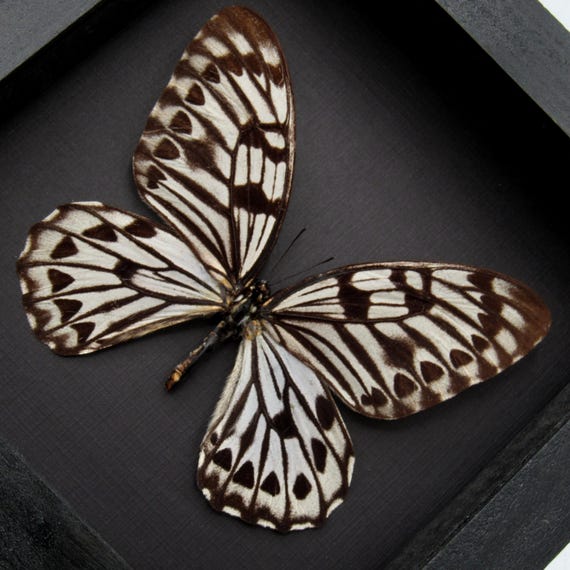蝶の標本 約30匹 黒白模様 非常に珍しい巨大なグラフィウム蝶の標本 - Graphium idaeoides - Etsy