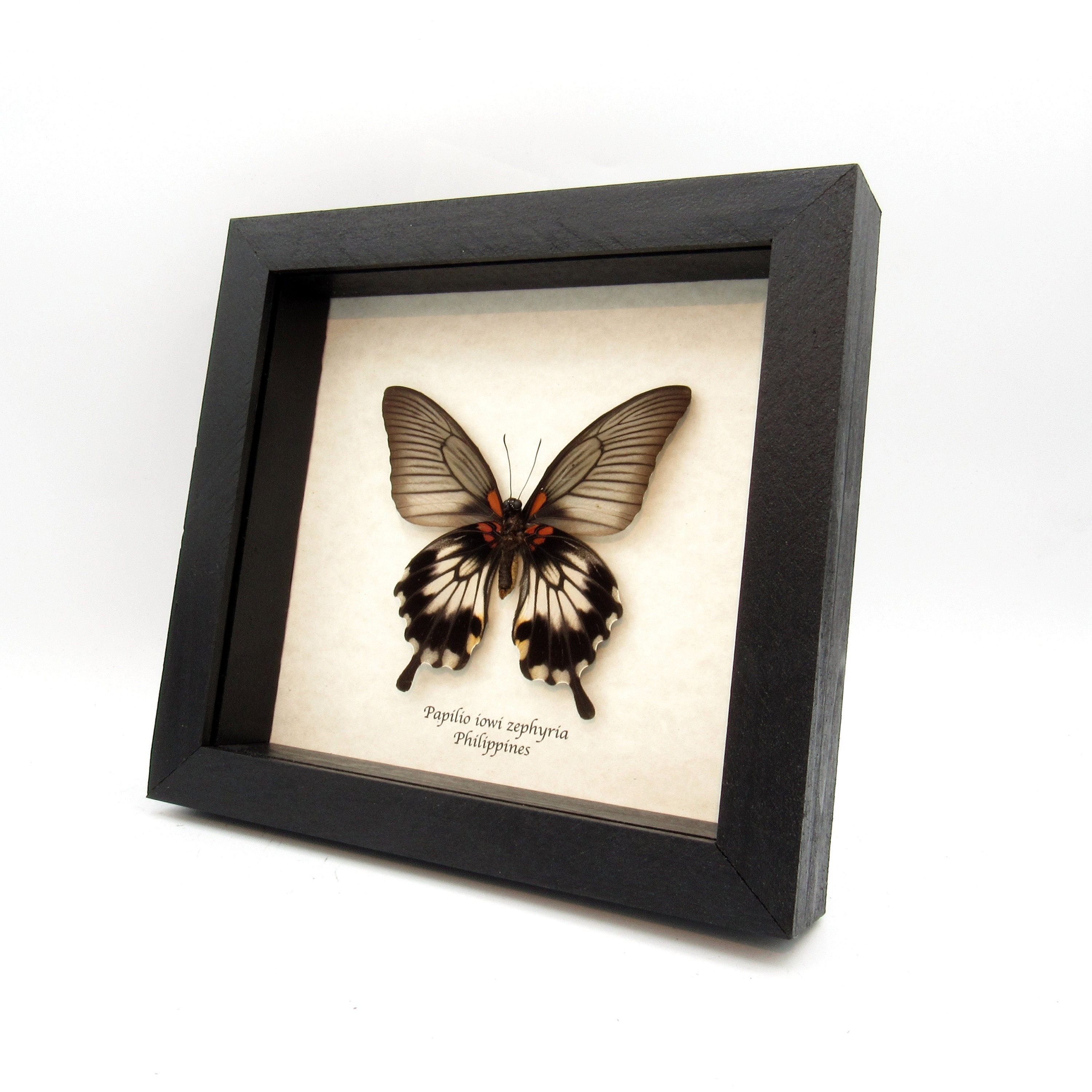 本物のオオアゲハの剥製 - Papilio iowi zephyria - メス - Etsy 本物のオオアゲハの剥製 - Papilio iowi zephyria - メス - Etsy