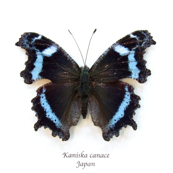 Real Blue Admiral Butterfly Framed Taxidermy - Kaniska Canace - Etsy