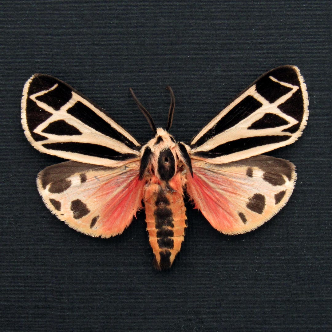 Real Pink Harnessed Tiger Moth Framed Specimen - Apantesis Phalerata - Etsy