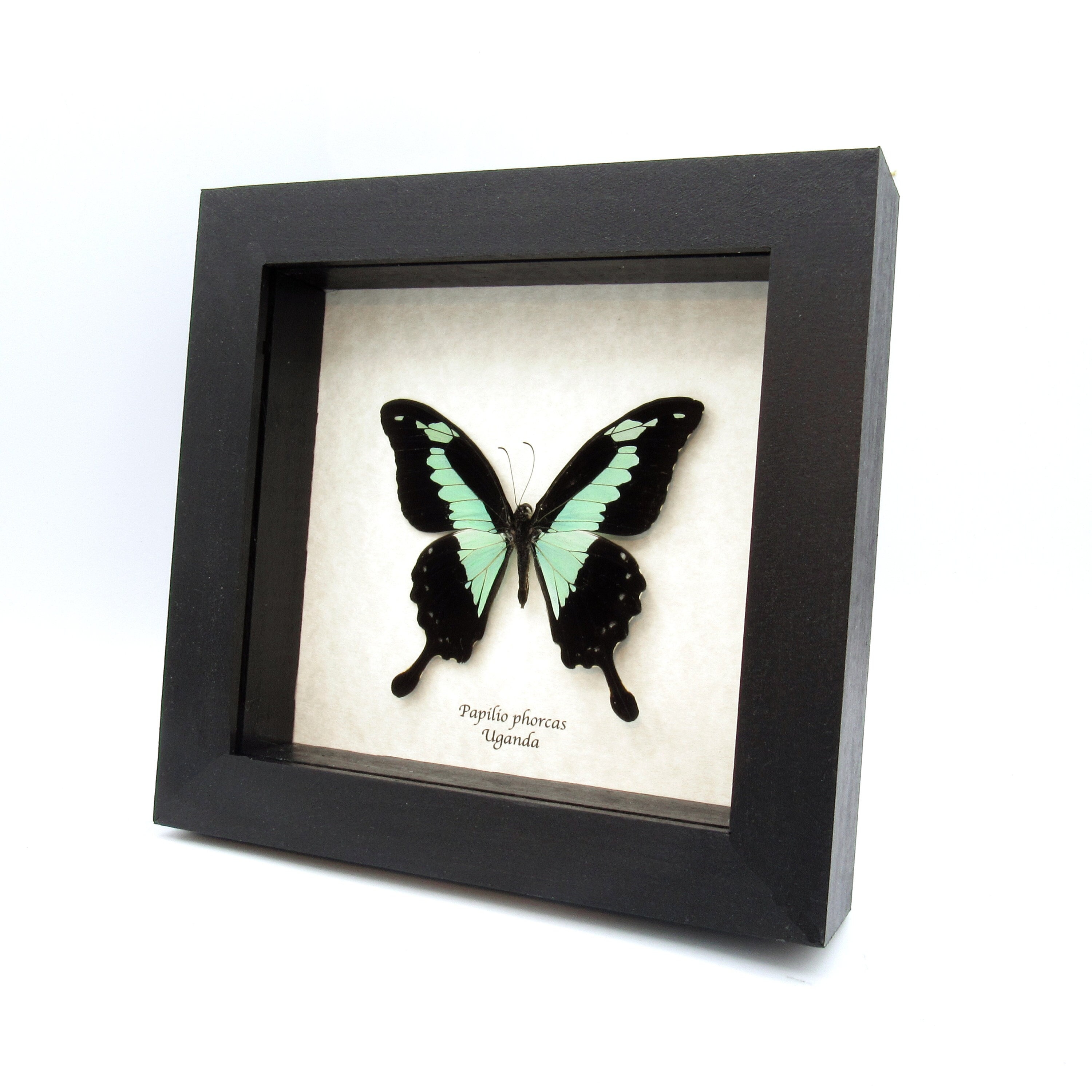 CuriousKingdomShop - Etsy 日本