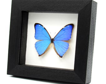 本物の虹色に輝く青い蝶の剥製 - モルフォアエガ - Etsy 日本