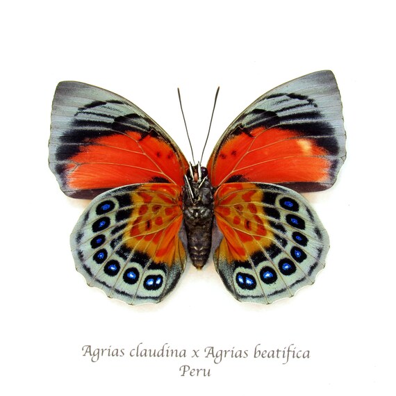 Stunning Real Hybrid Agrias Butterfly Framed Taxidermy - Agrias