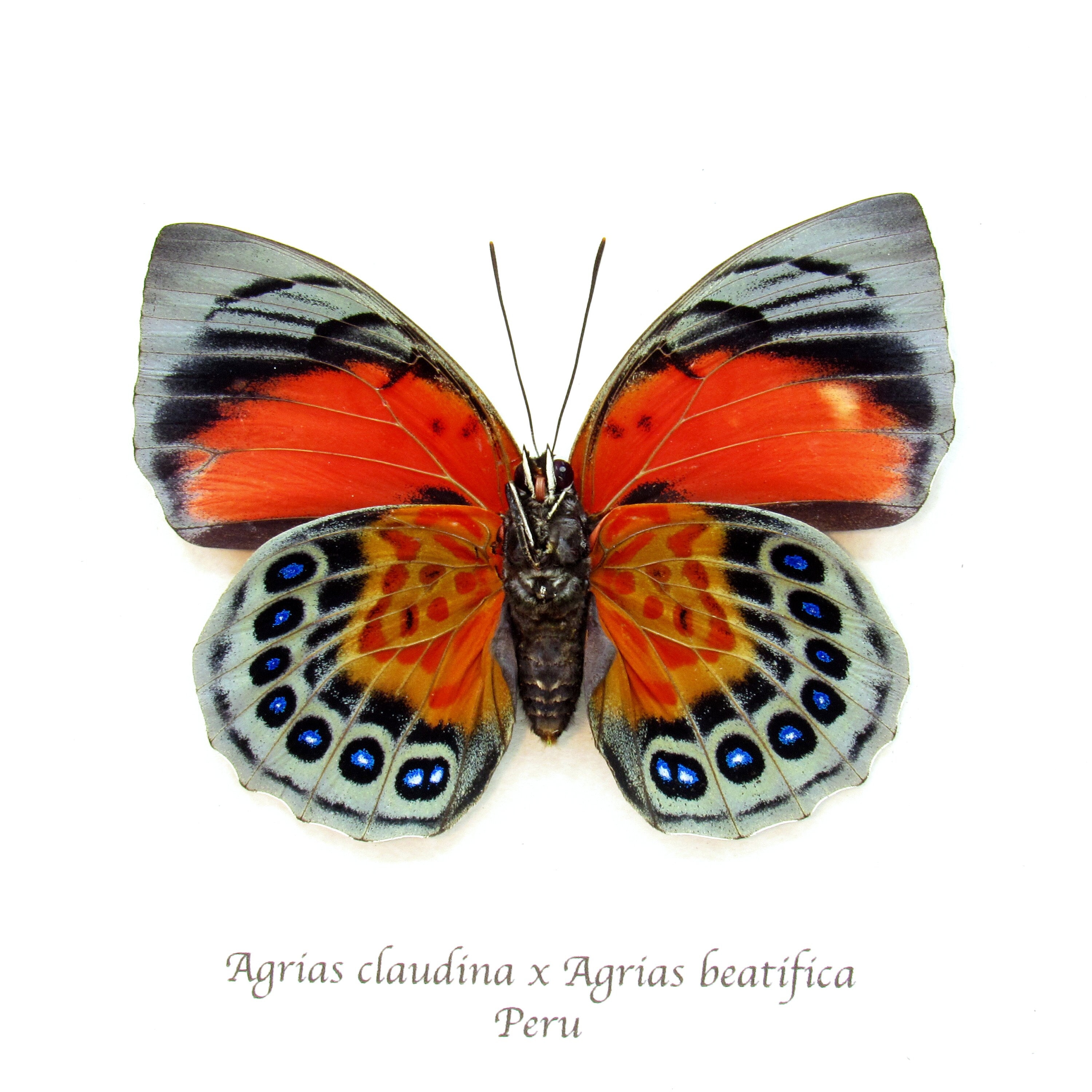 Stunning Real Hybrid Agrias Butterfly Framed Taxidermy - Agrias