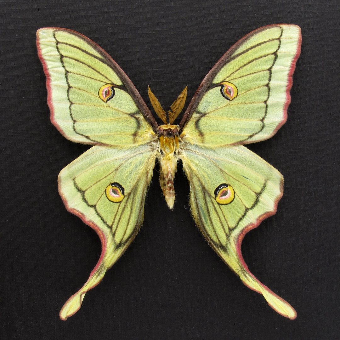 Very Rare Hybrid Moon Moth Framed Specimen - Actias Luna X