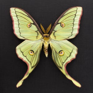 Very rare Hybrid Moon moth framed specimen - Actias luna x Graellsia isabellae