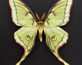Graellsia Isabellae REPLICA Framed Green Spanish Moon Moth