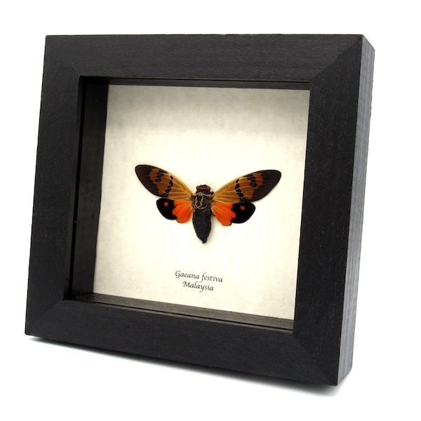 Real orange Cicada framed taxidermy - Gaeana festiva