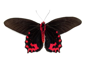 非常に珍しい赤いスノーアポロ蝶の額入り標本 - Parnassius nomion