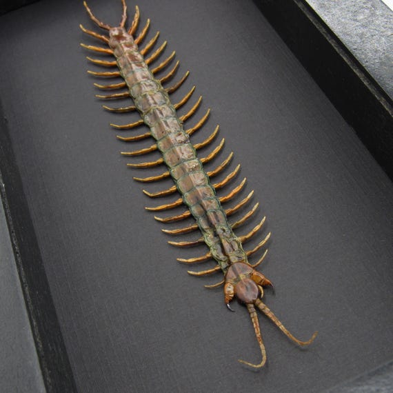 タンザニア産の巨大ムカデ（Scolopendra morsitans）の剥製（額入り