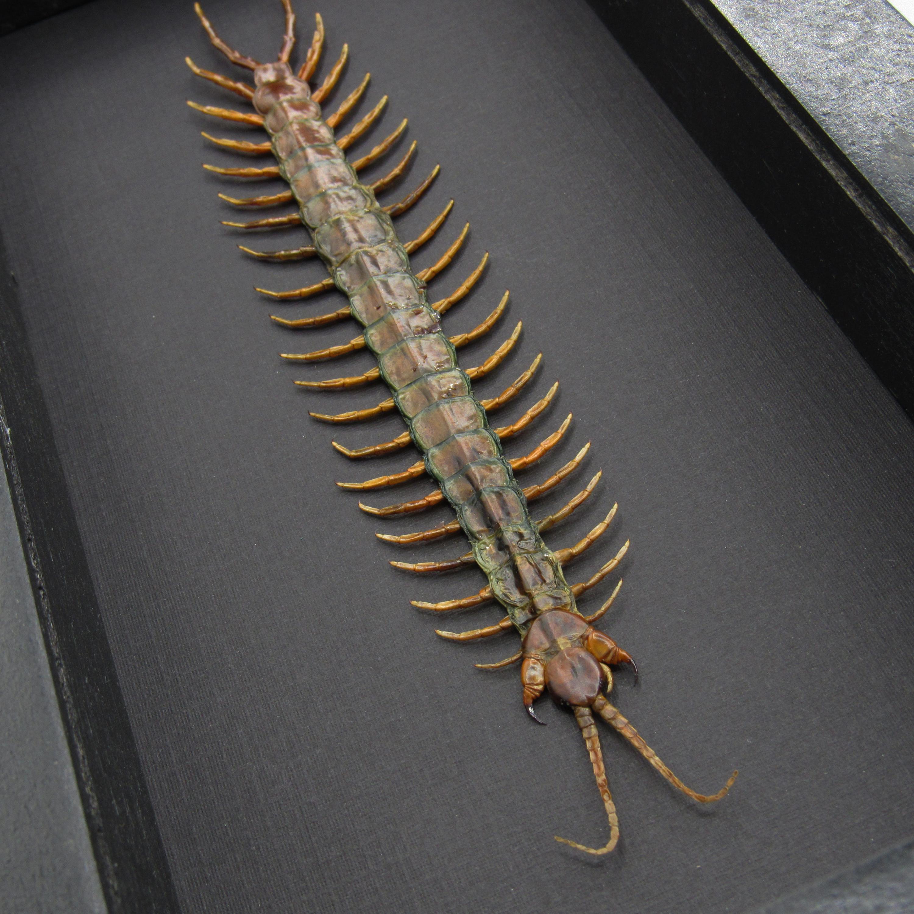 タンザニア産の巨大ムカデ（Scolopendra morsitans）の剥製（額入り