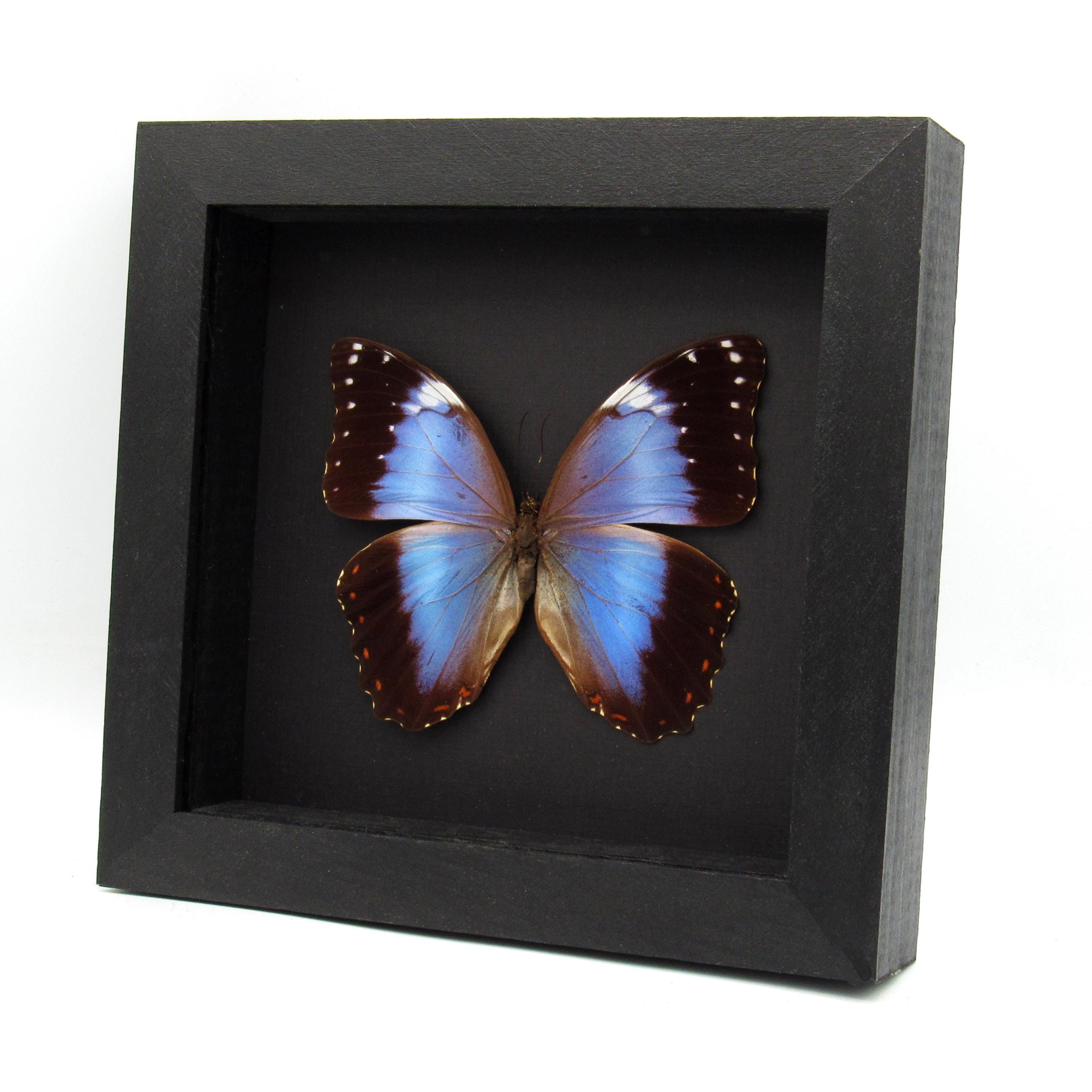 Rare Hybrid Morpho Framed Taxidermy - Morpho Helenor Violaceus X