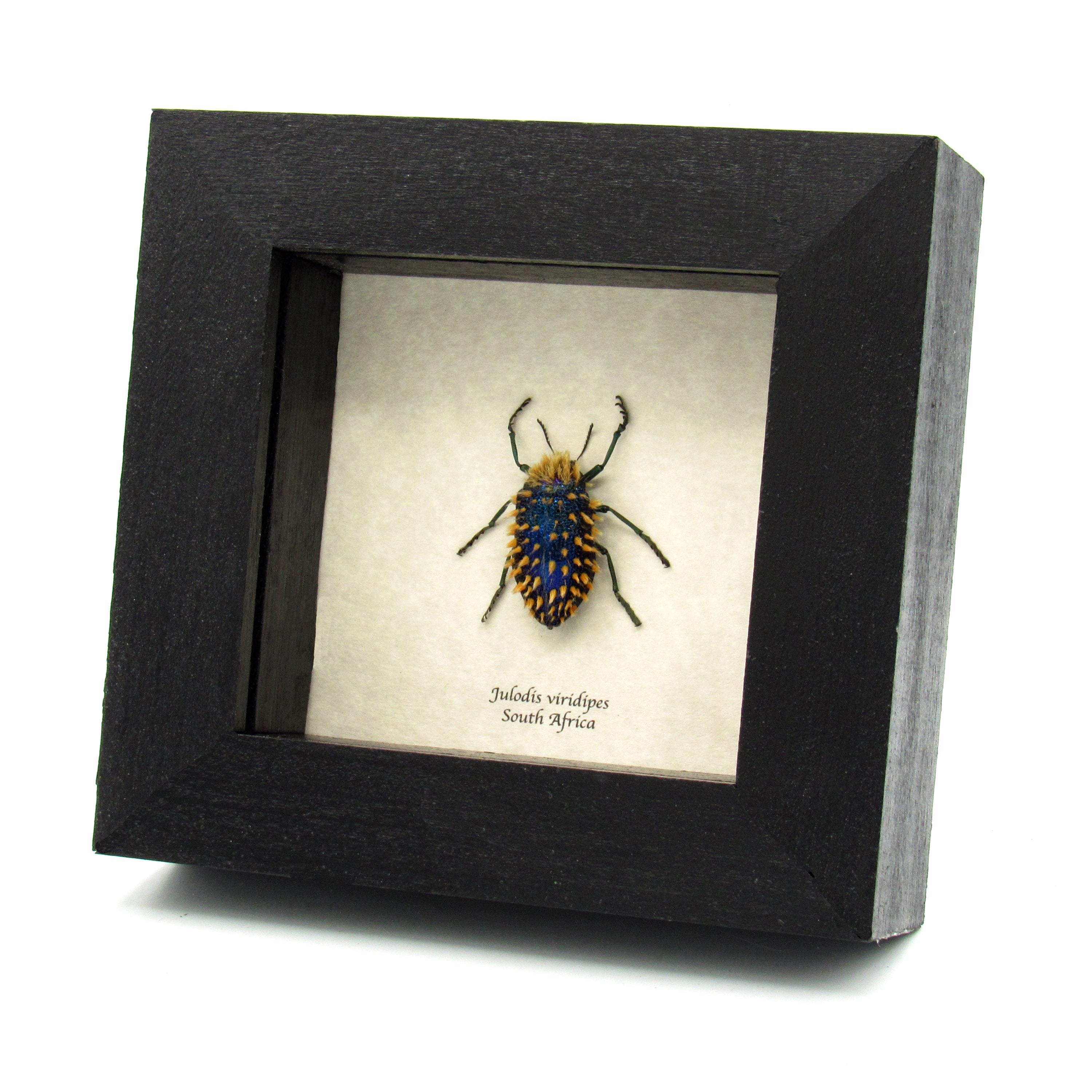Real Hairy Blue Jewel Beetle Framed Taxidermy - Julodis Viridipes