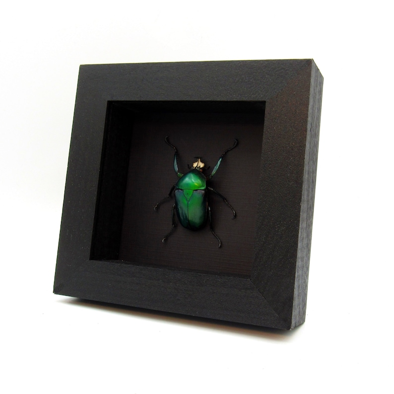 Large green metallic Scarab beetle framed Dicronorhina derbyana oberthuri image 1