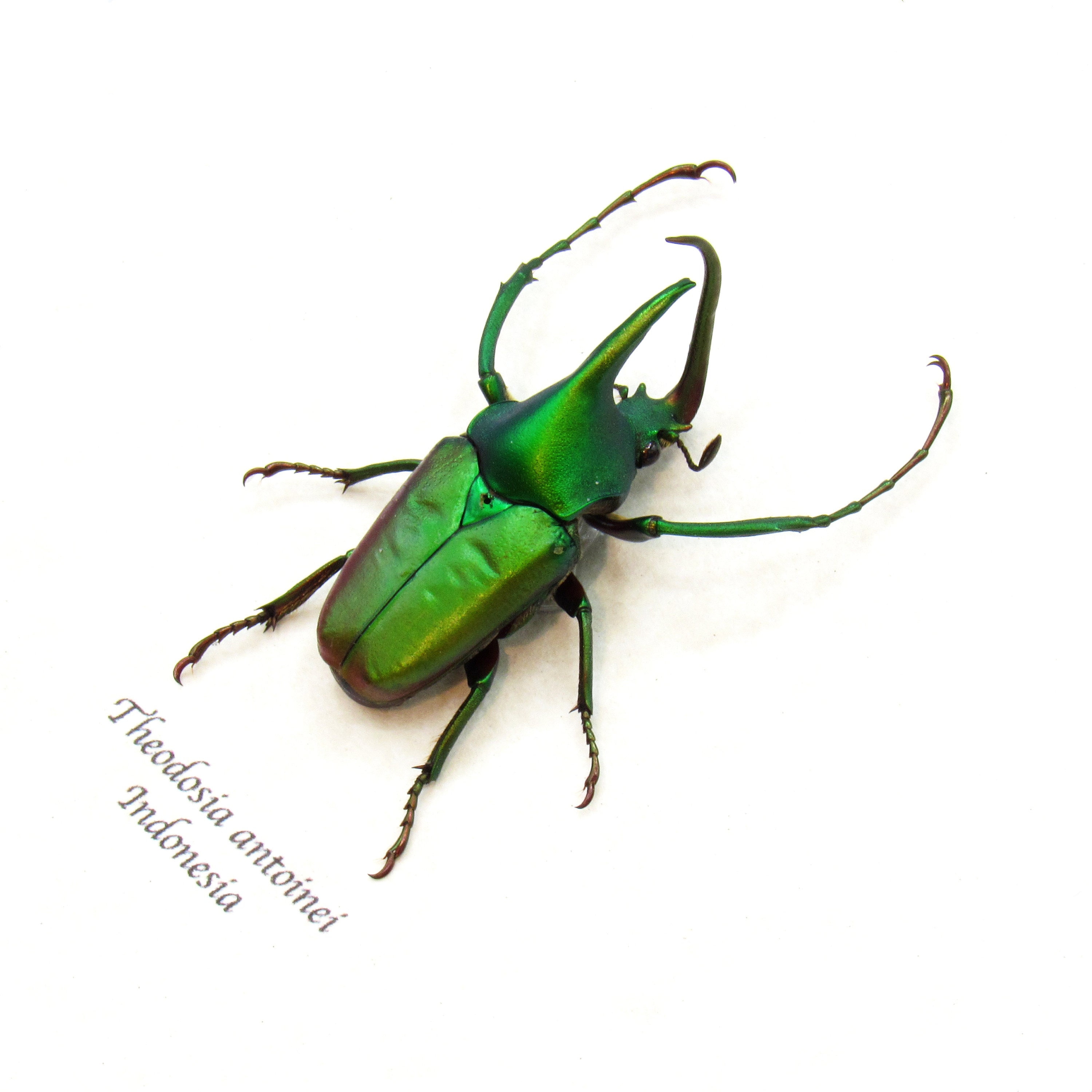 Rare Metallic Green Horned Flower Beetle Framed Taxidermy
