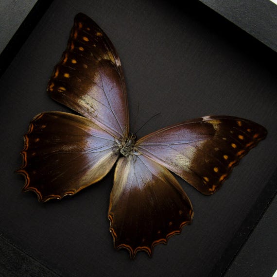 珍しい紫色のモルフォ蝶の額入り剥製 - Morpho theseus schweizeri