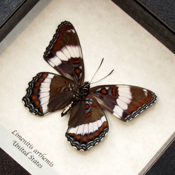 sister real insect Real White Admiral Butterfly Framed Taxidermy Limenitis Arthemis - Etsy  Canada
