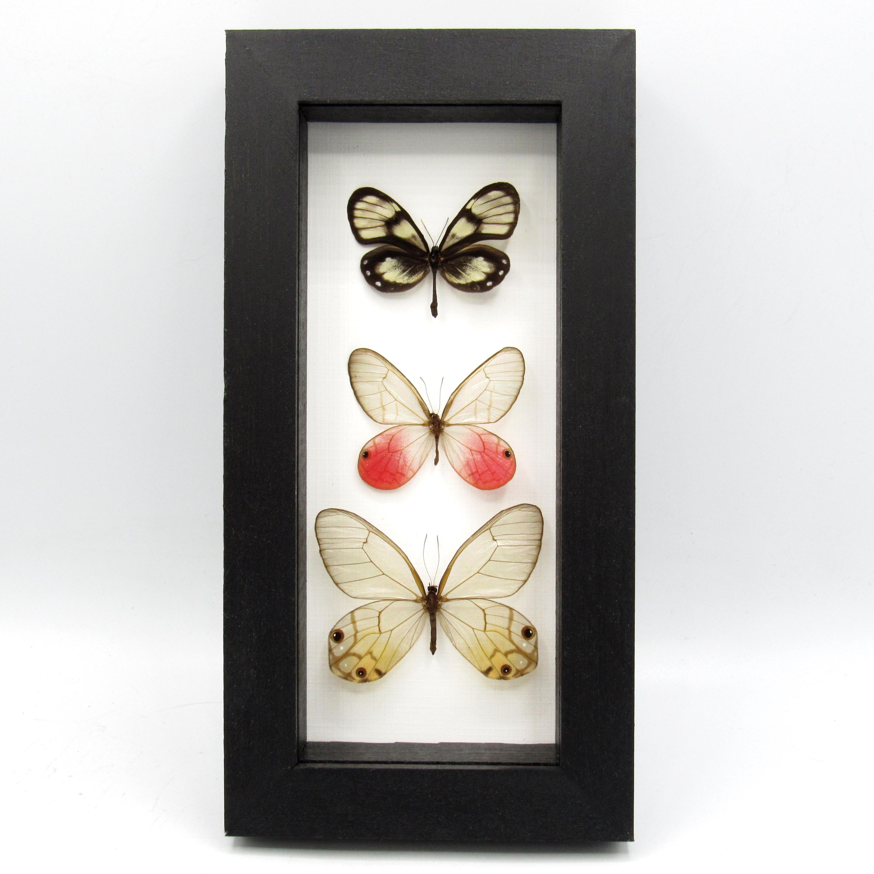 Peru Butterflies - Etsy