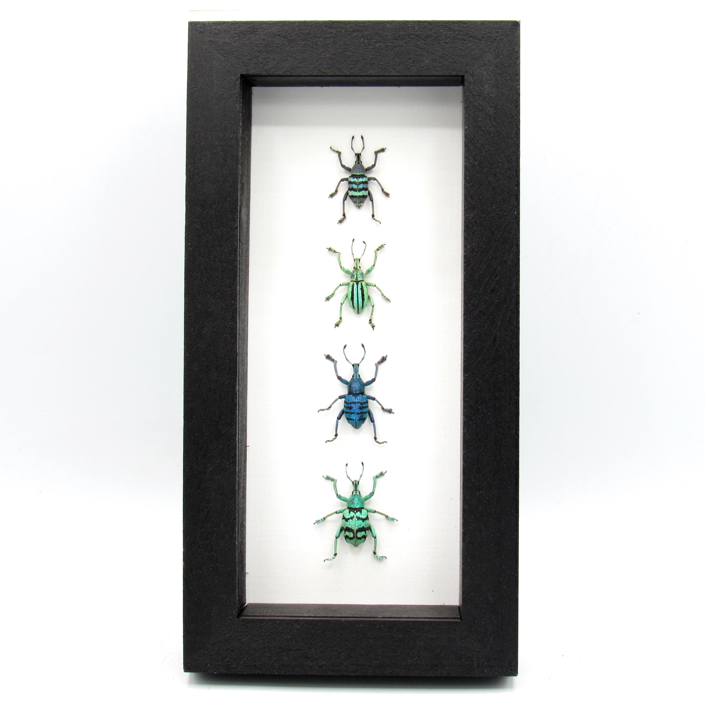 WEEVIL MANIA - real framed metallic glitter weevil beetle collection