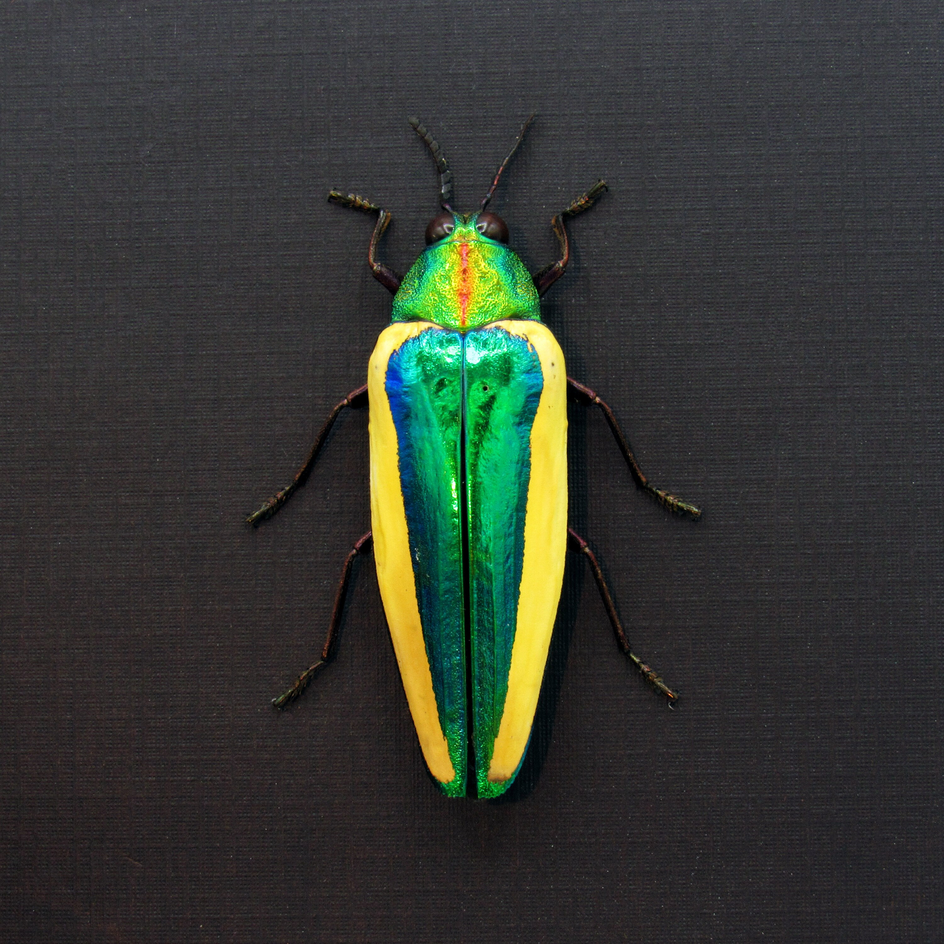 珍しい緑色の巨大なタマムシの額入り剥製 - Chrysochroa limbata