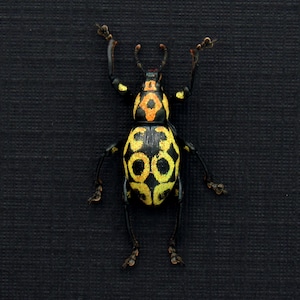 Rare glittering weevil beetle framed specimen - Pachyrhynchus reicherti - female