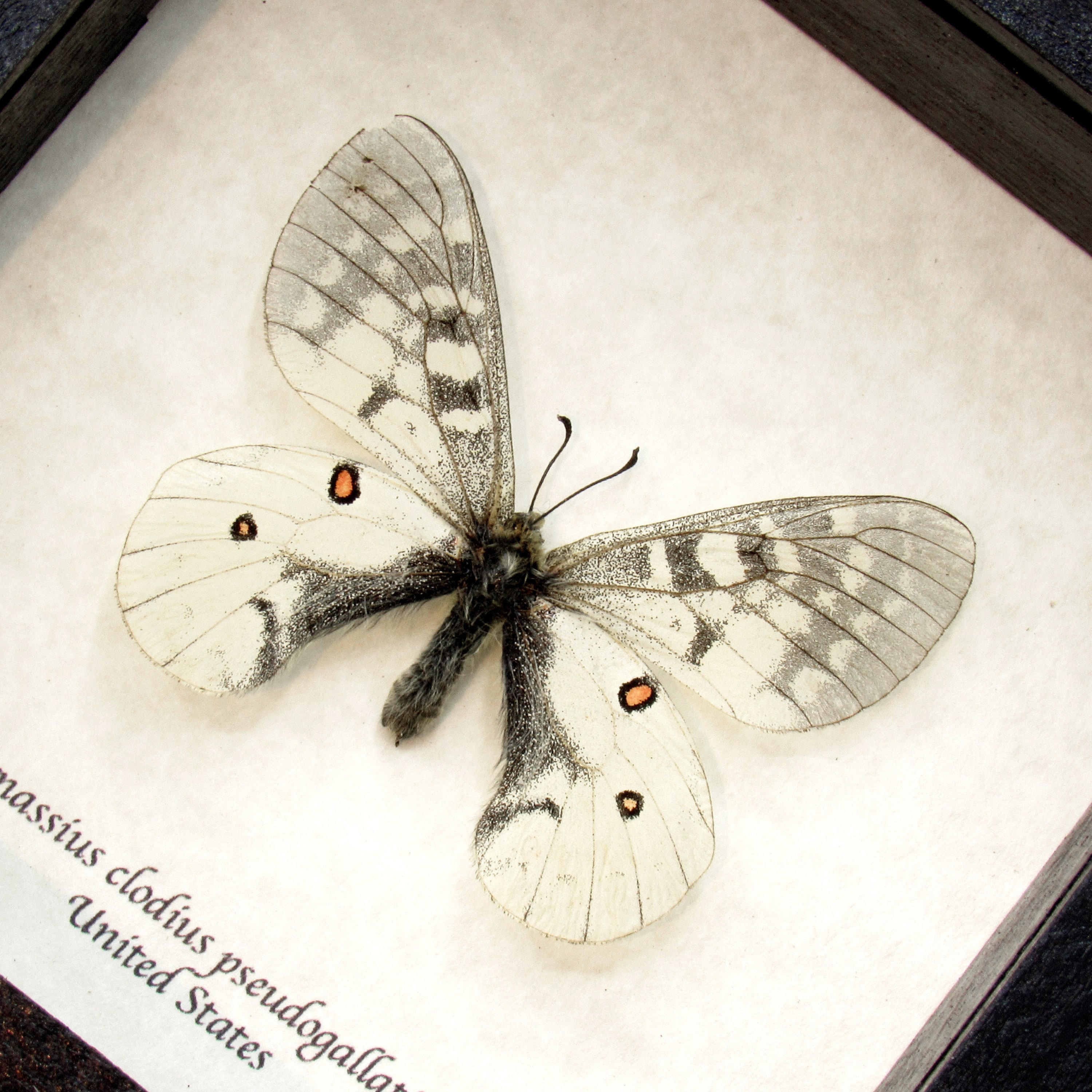 Parnassius apollo - Etsy 日本