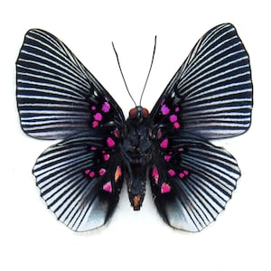 フクロウチョウ 額入り フクロウの蝶の羽：額入り昆虫アート - Etsy 日本