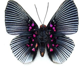 珍しい不確かなフクロウ蝶の額入り剥製 - Bia actorion - Etsy 日本