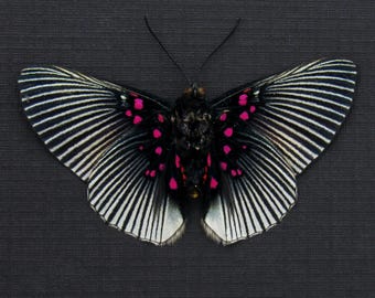 珍しい蝶の剥製 - Evenus coronata - Etsy 日本