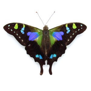 本物の吸血鬼蝶の額入り剥製 - Atrophaneura semperi albofasciata