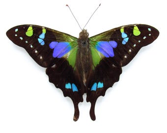 Real purple framed butterfly - Graphium weiskei - Victorian mount