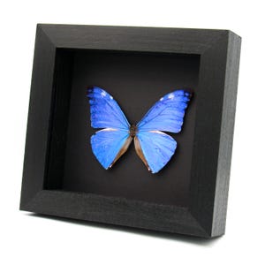 Real iridescent blue butterfly framed taxidermy - morpho adonis huallaga - minor damage