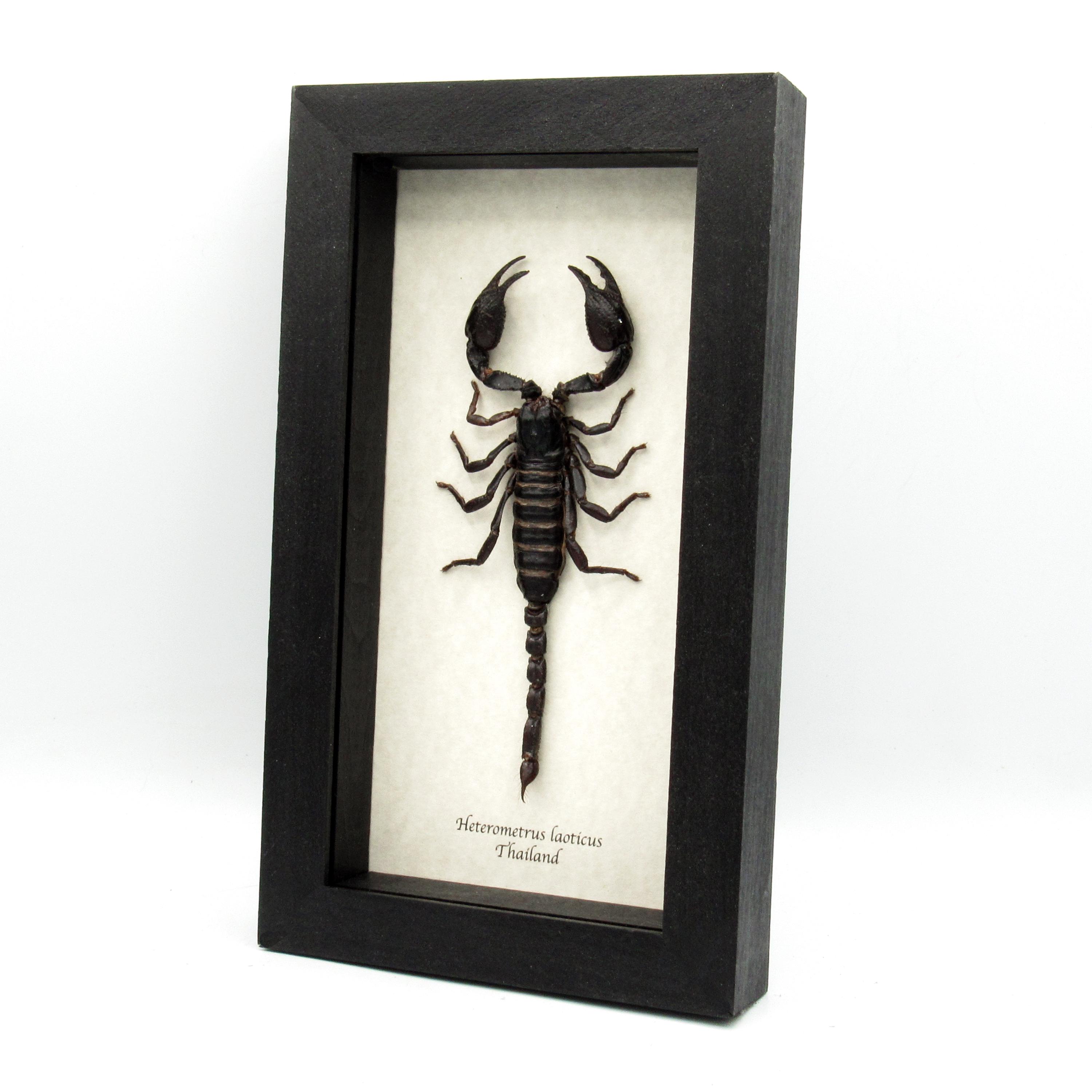 本物の巨大サソリの剥製 - Heterometrus laoticus - 大型 - Etsy 日本