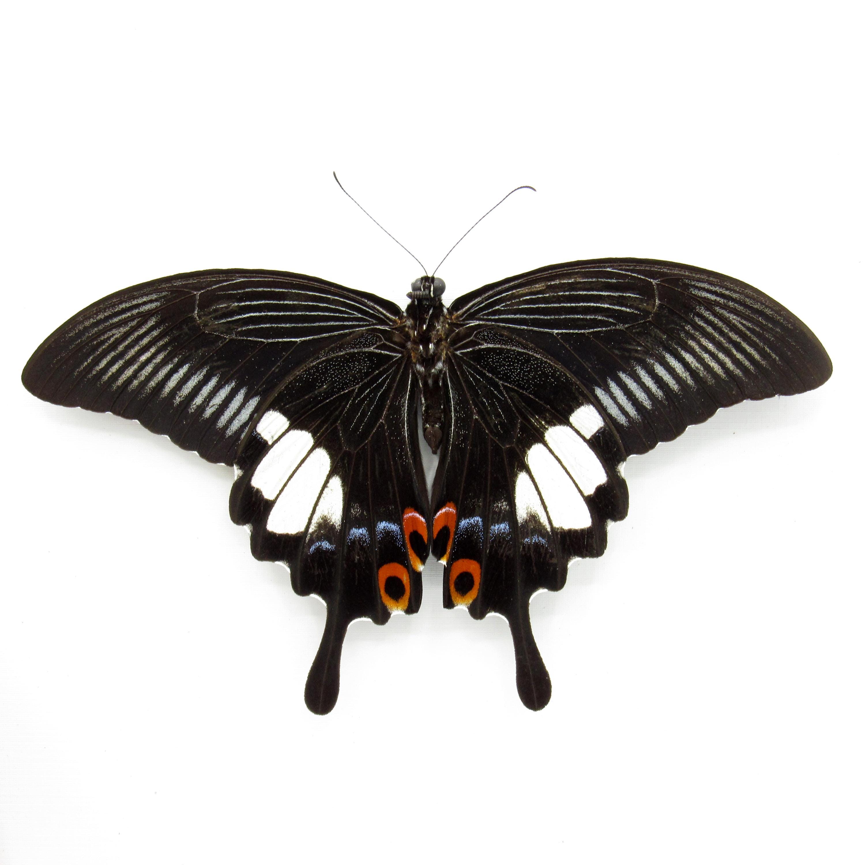 Real Red Helen Swallowtail Butterfly Framed Taxidermy - Papilio