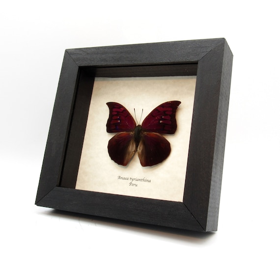 Rare Purple Butterfly Framed Taxidermy - Anaea Tyrianthina - Etsy