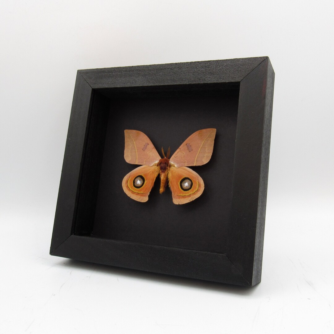 Real Desert Saturn Moth Framed Taxidermy - Automeris Randa - Etsy