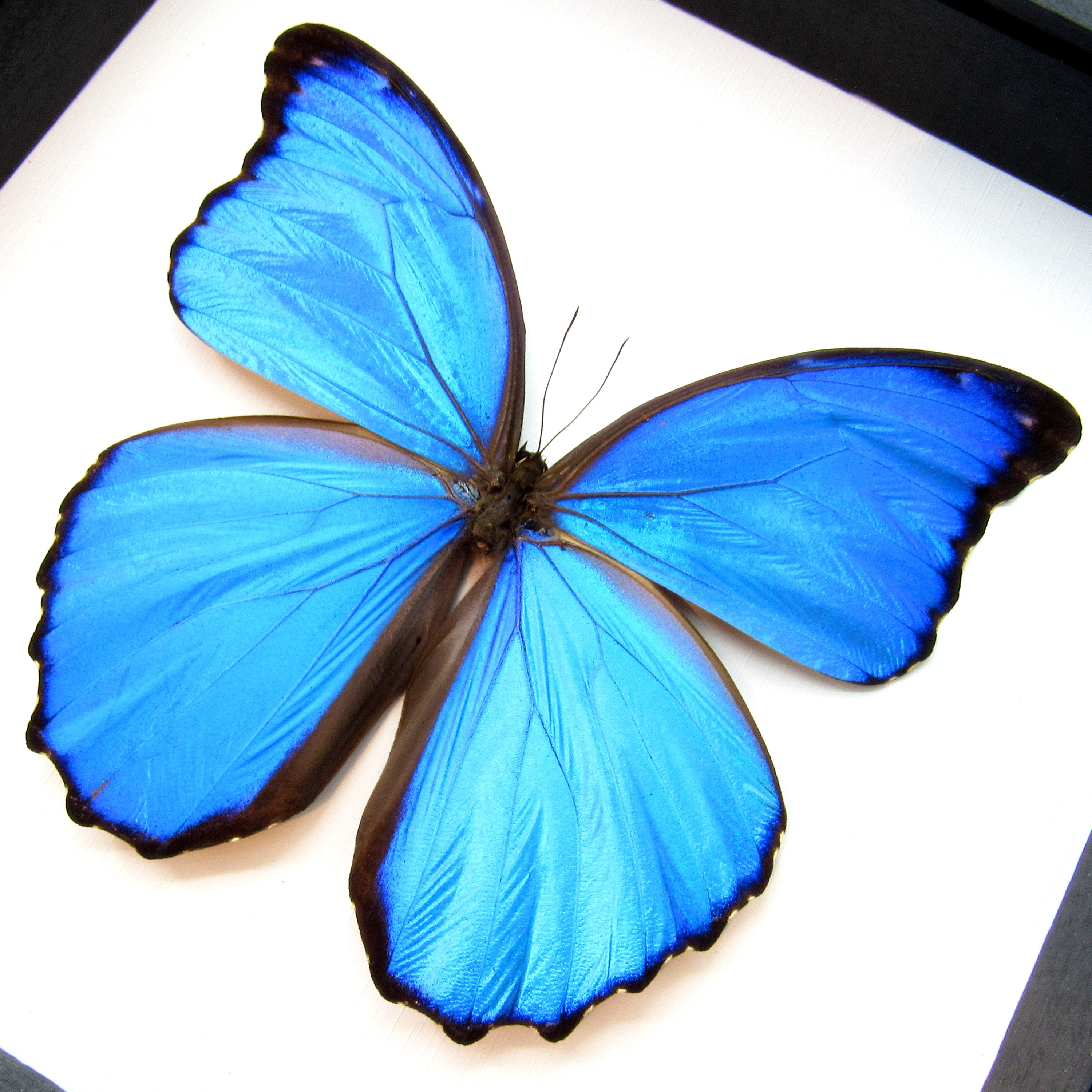 本物の大きなメタリックブルーのモルフォ蝶の剥製 - Morpho menelaus