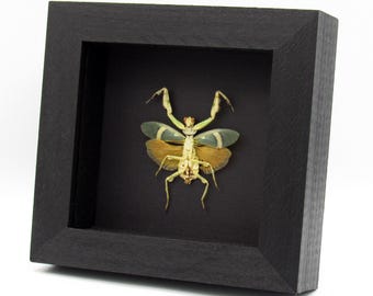 珍しいオレンジ色の縞模様の花カマキリの額入り剥製 - Theopropus