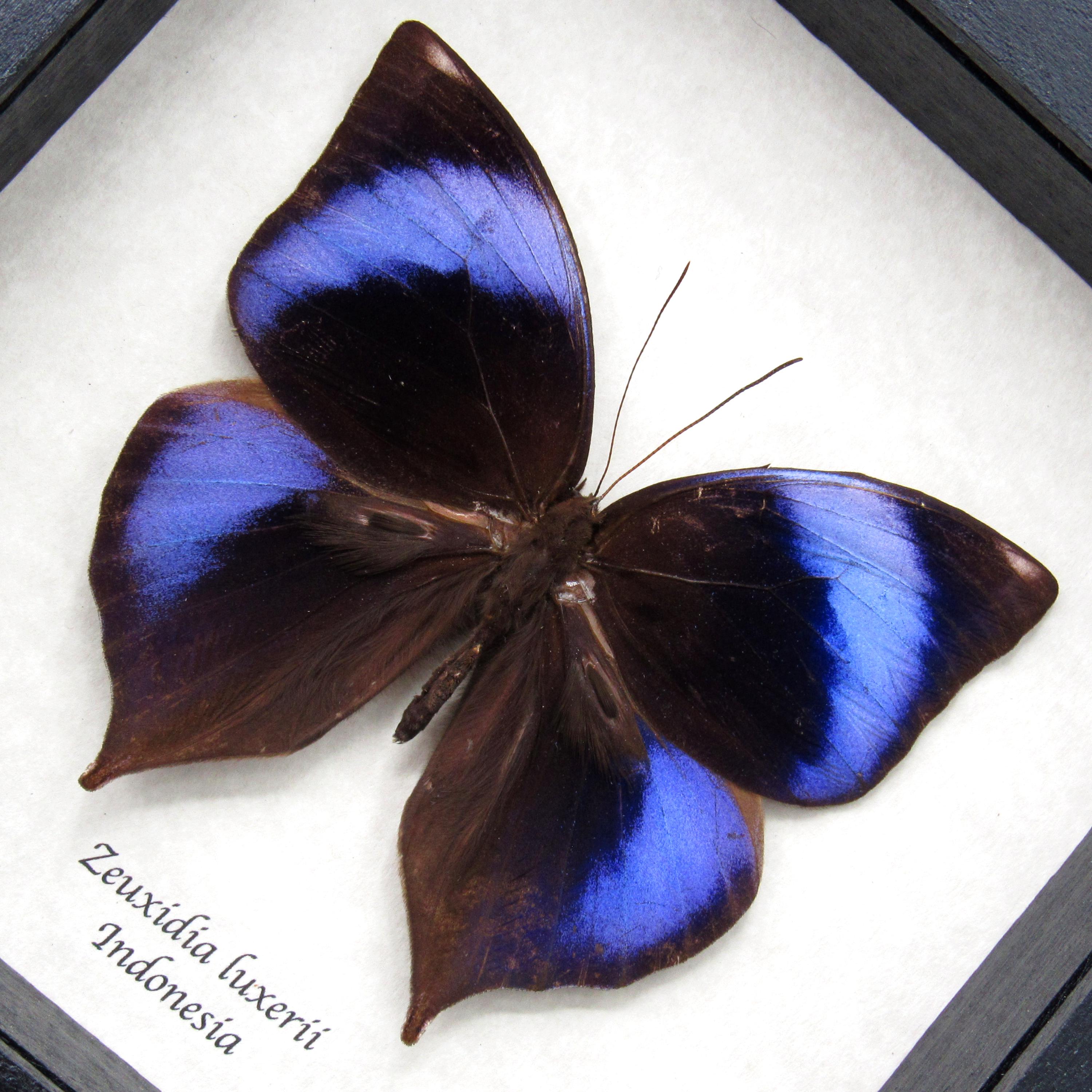 Rare Purple Scarce Saturn Butterfly Framed Taxidermy - Zeuxidia
