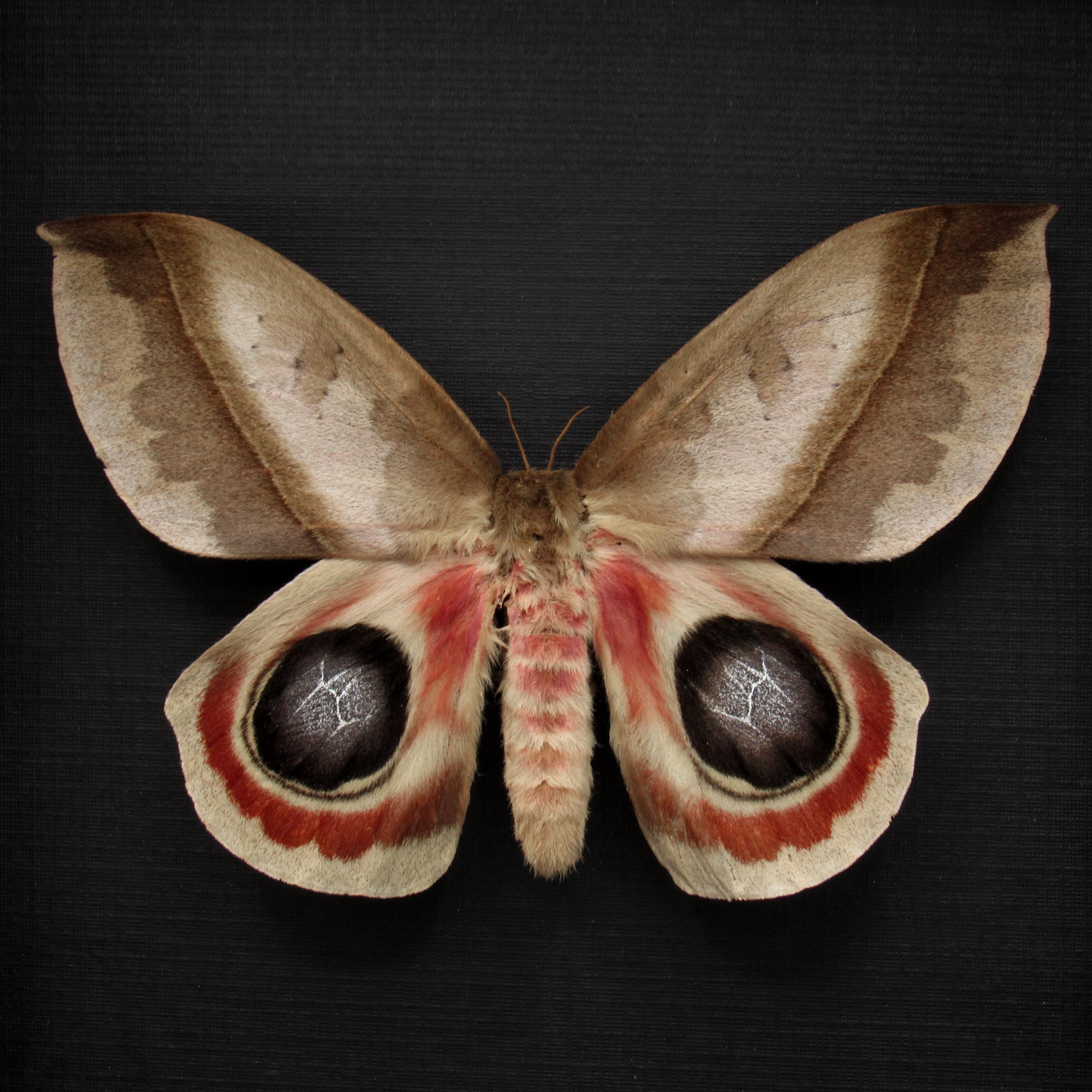 Real Giant Saturn Moth Framed Taxidermy - Automeris Metzli
